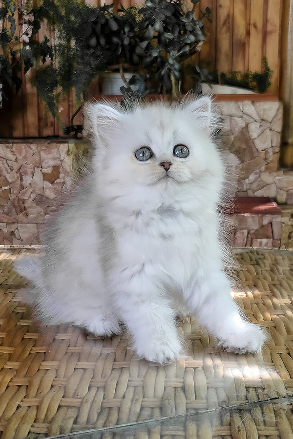 Periel | British Longhair Kitten