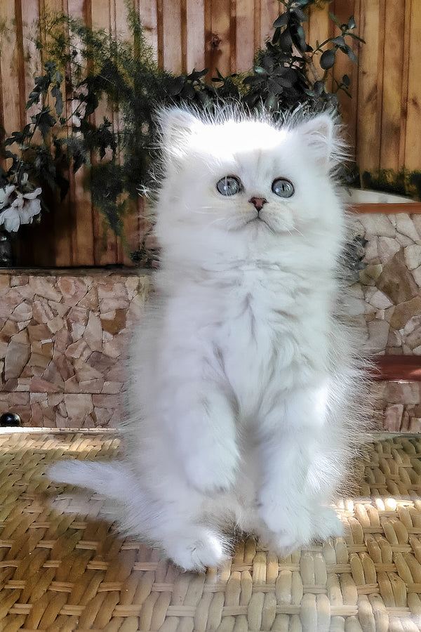Periel | British Longhair Kitten