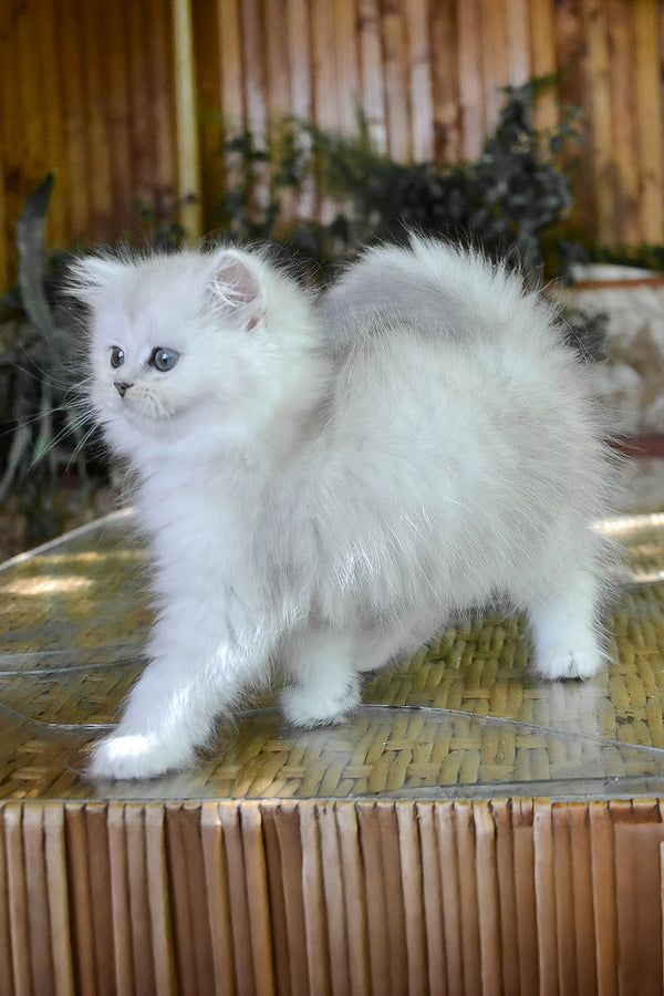 Periel | British Longhair Kitten