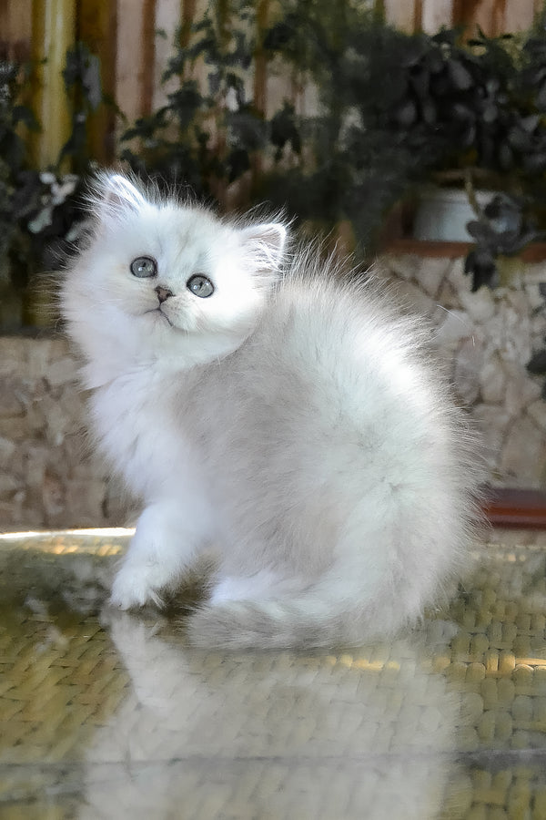 Periel | British Longhair Kitten