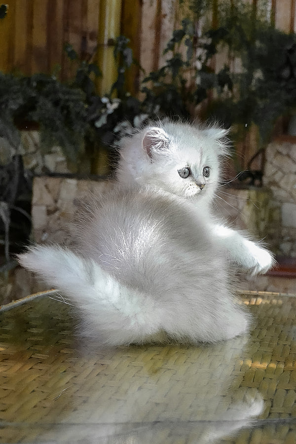 Periel | British Longhair Kitten