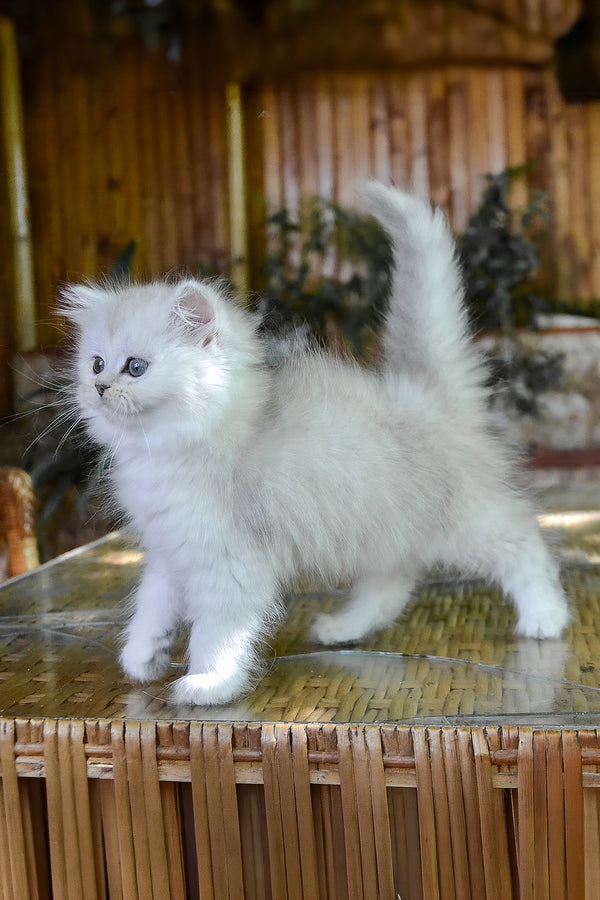 Periel | British Longhair Kitten