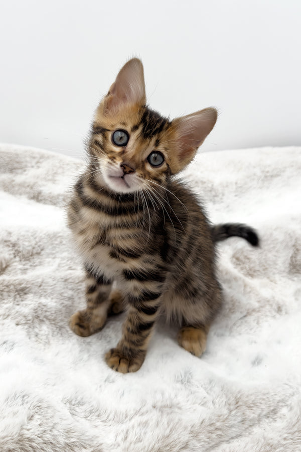Phoenix | Bengal Kitten
