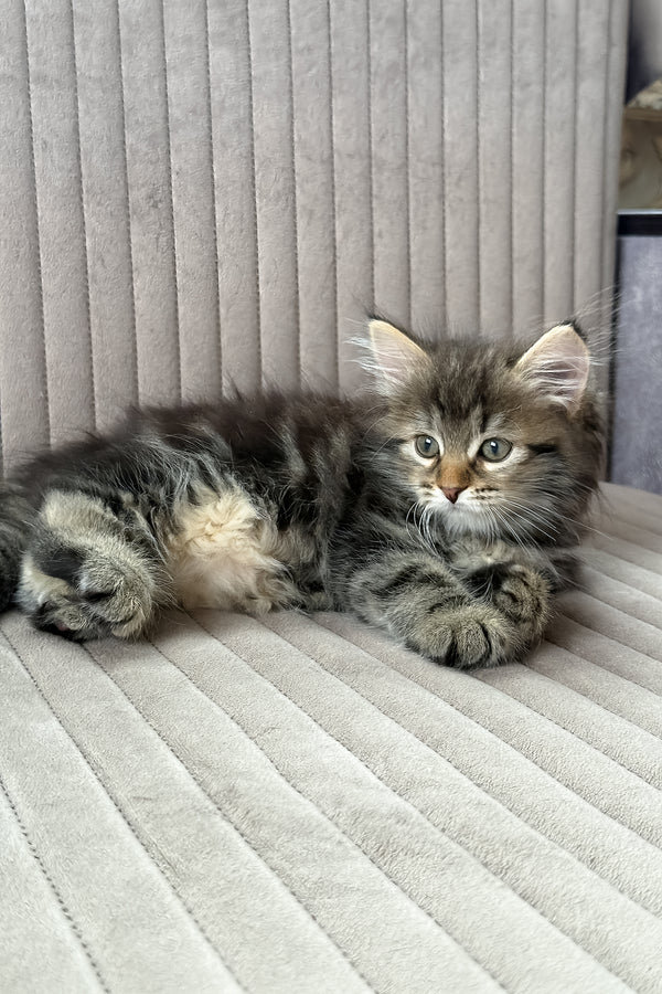 Tiffany | Siberian Kitten