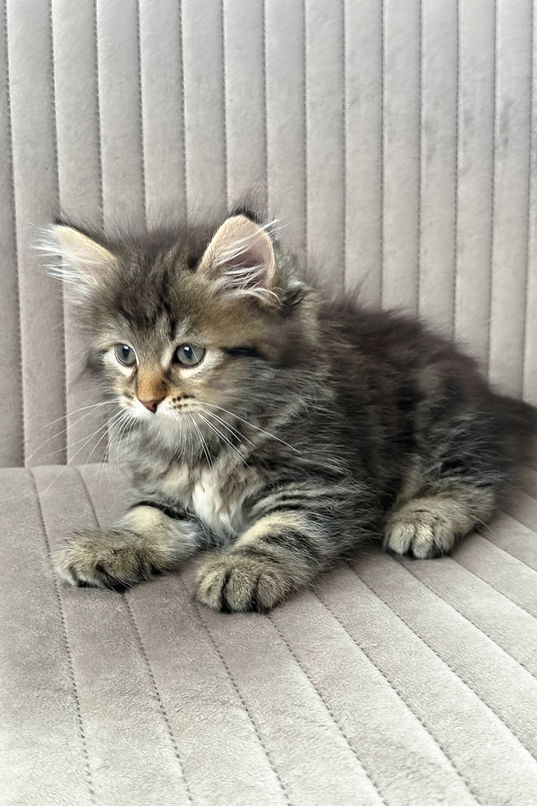 Tiffany | Siberian Kitten