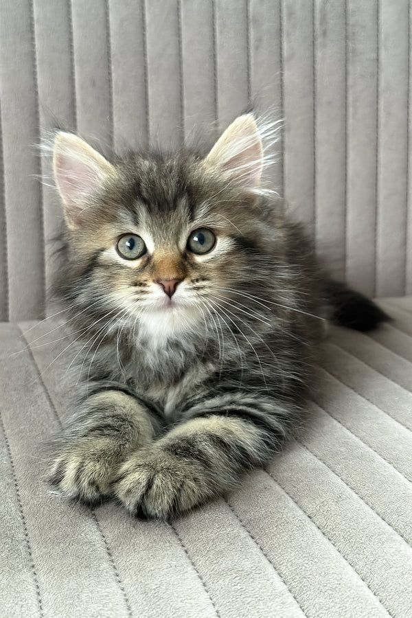 Tiffany | Siberian Kitten