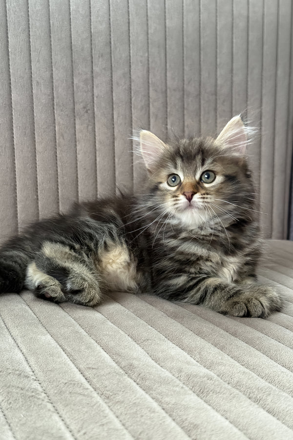 Tiffany | Siberian Kitten