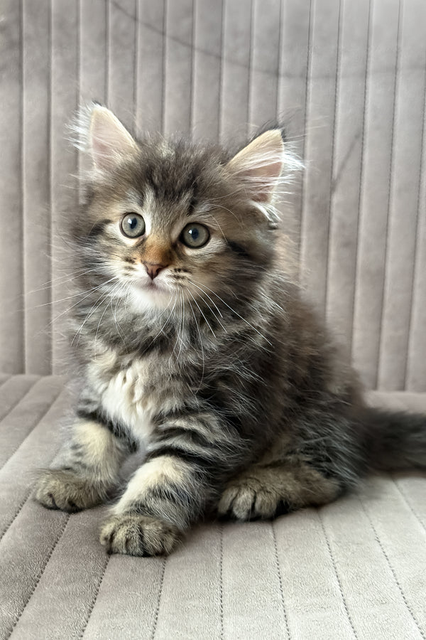 Tiffany | Siberian Kitten