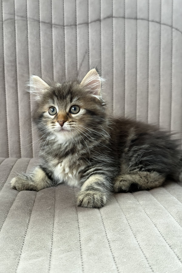 Tiffany | Siberian Kitten
