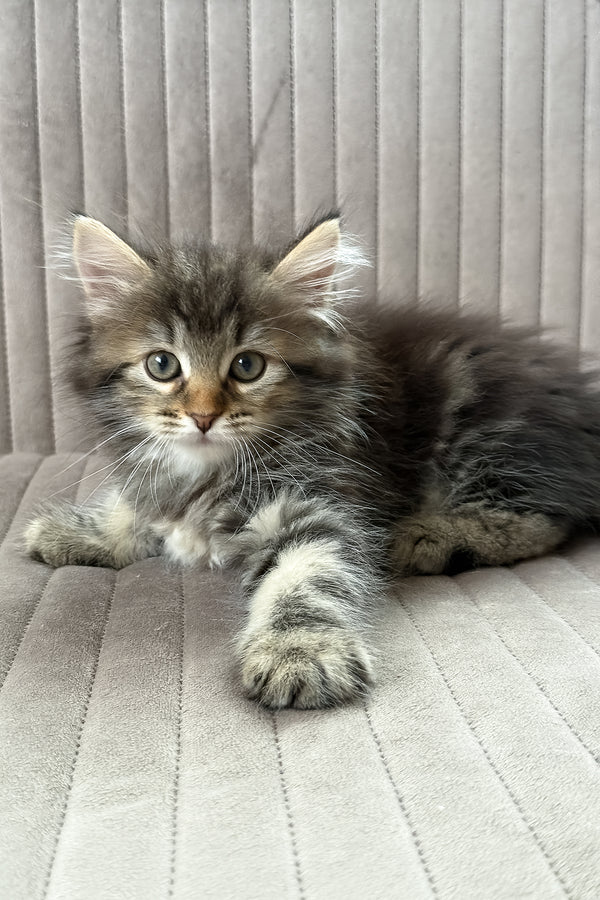 Tiffany | Siberian Kitten