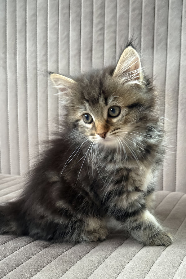 Tiffany | Siberian Kitten