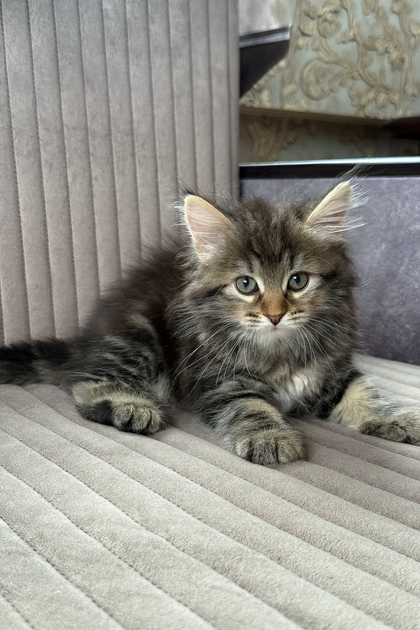 Tiffany | Siberian Kitten