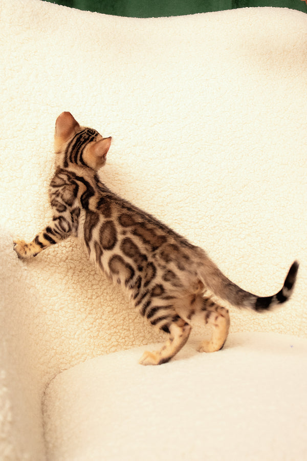 Usman | Bengal Kitten