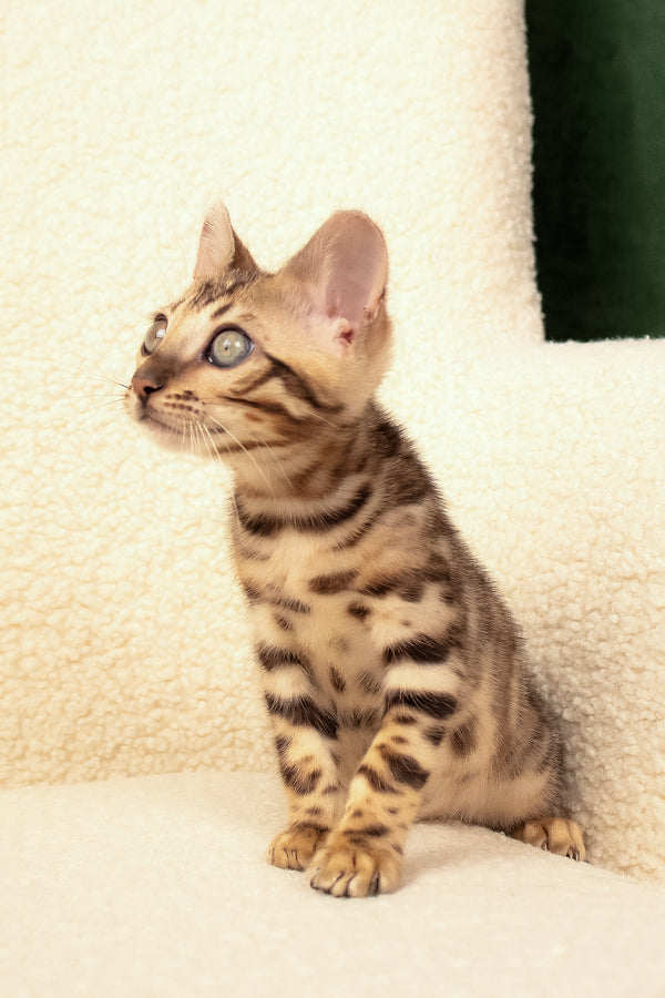 Usman | Bengal Kitten