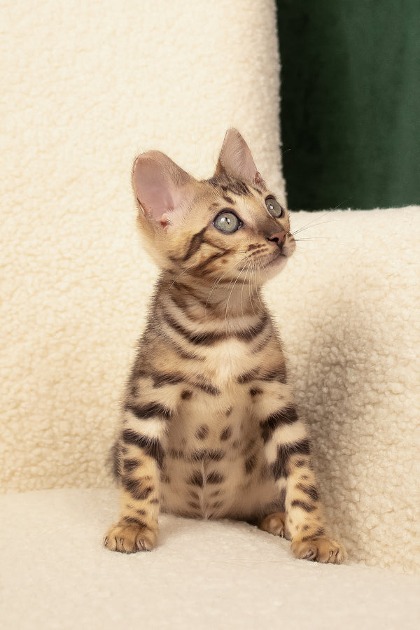 Usman | Bengal Kitten