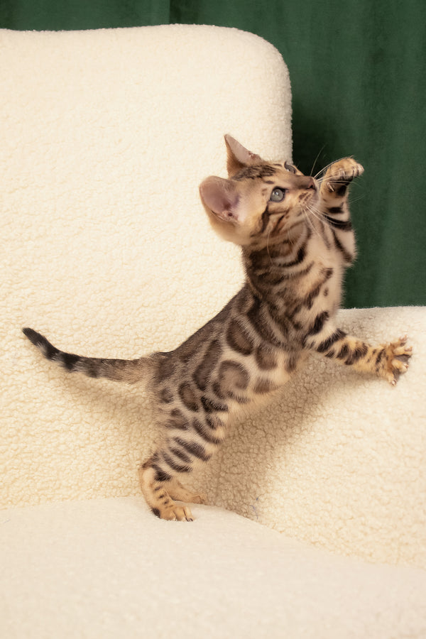 Usman | Bengal Kitten
