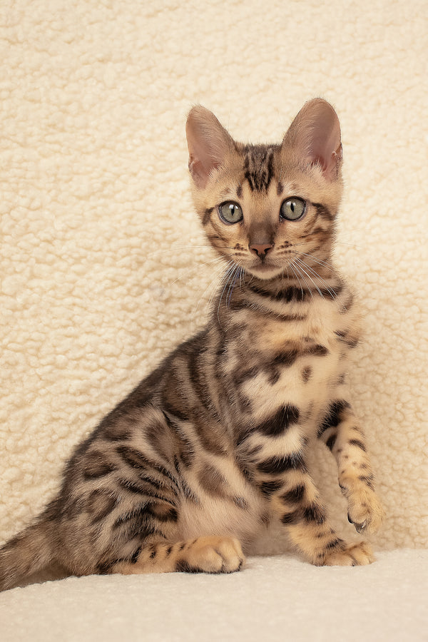 Usman | Bengal Kitten