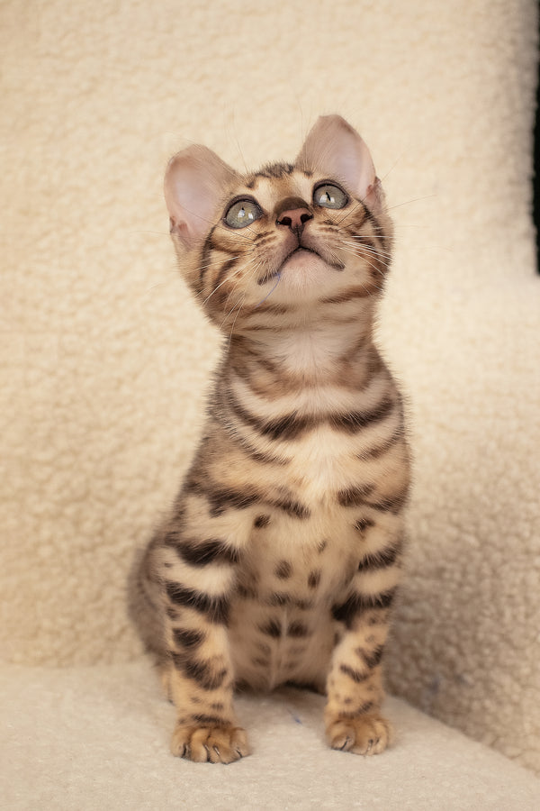 Usman | Bengal Kitten