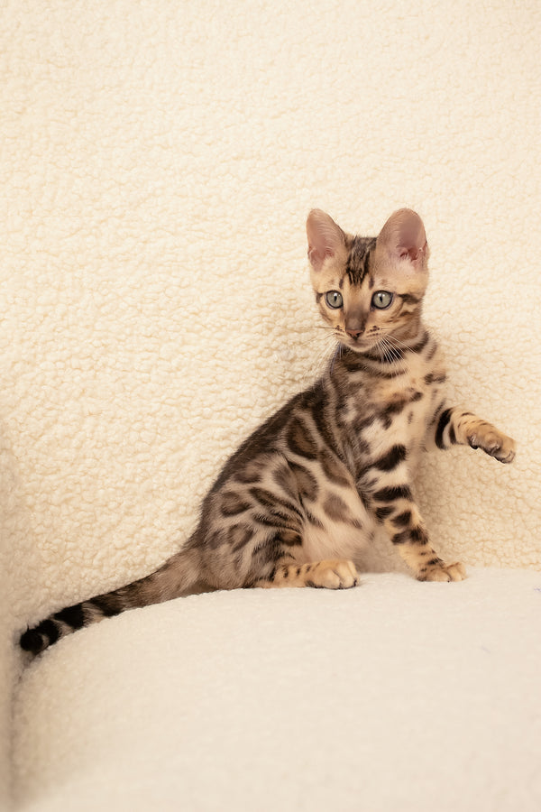 Usman | Bengal Kitten