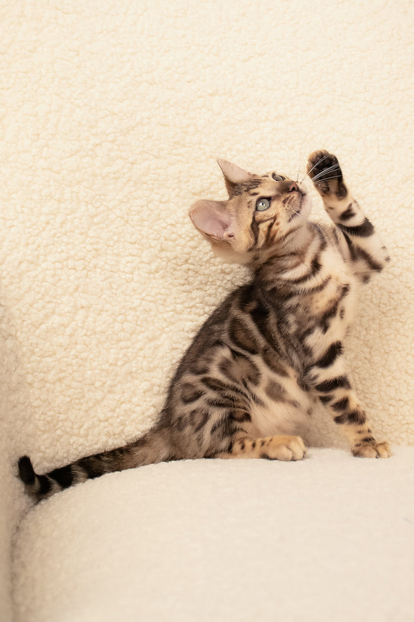 Usman | Bengal Kitten