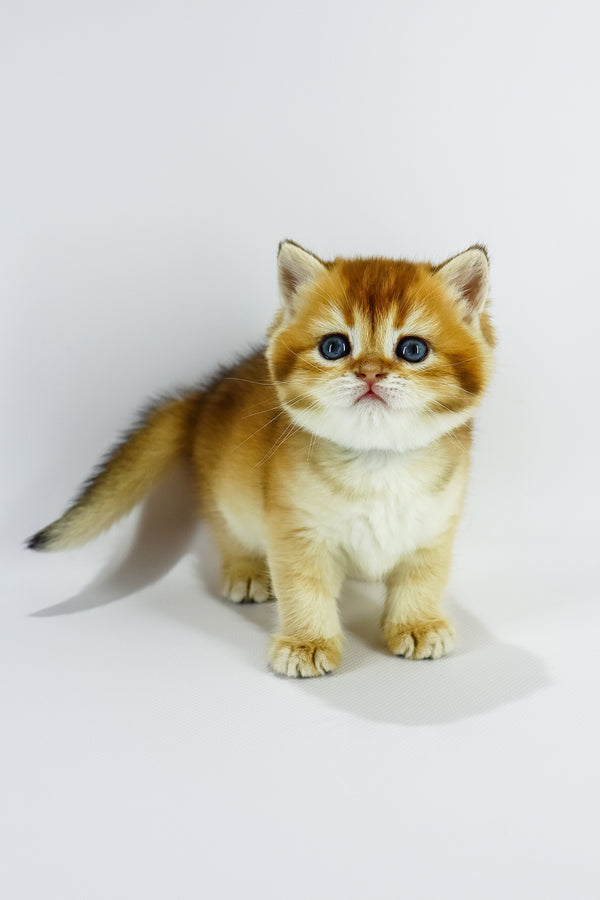 Zodiac | British Shorthair Kitten