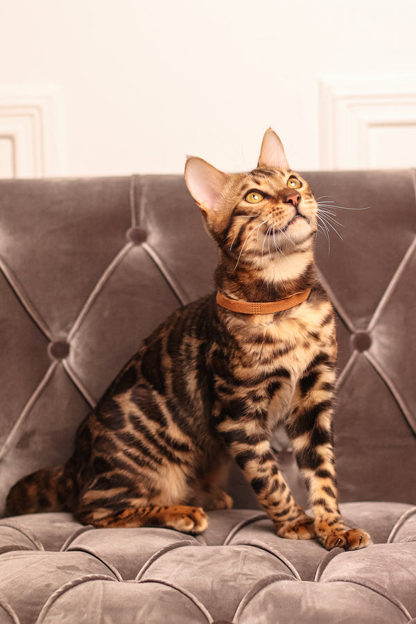 Leon | Bengal Kitten