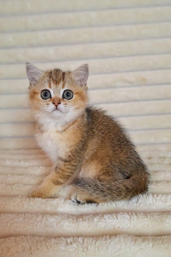 Arsenia | British Shorthair Kitten