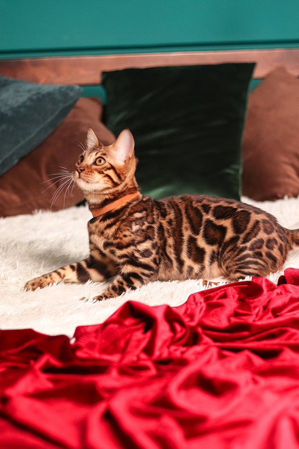 Leon | Bengal Kitten