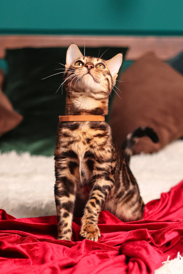 Leon | Bengal Kitten