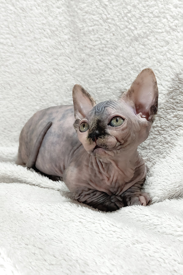 Lilu | Bambino Sphynx Kitten