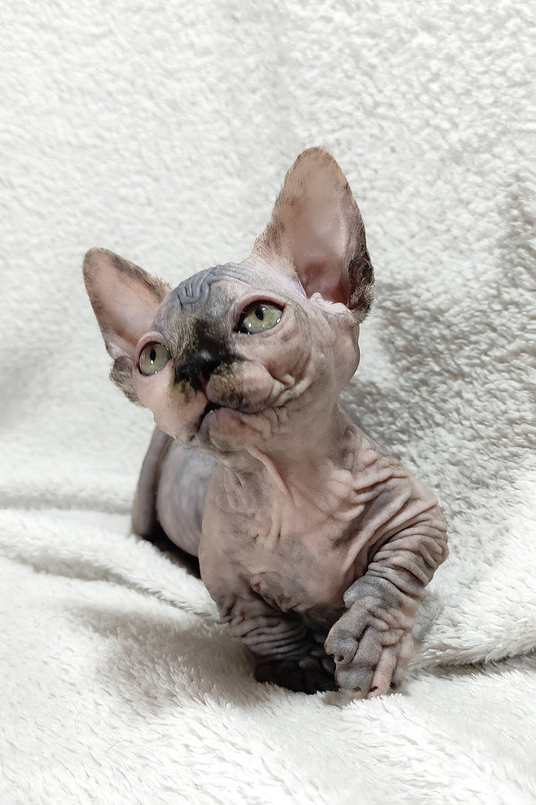 Lilu | Bambino Sphynx Kitten