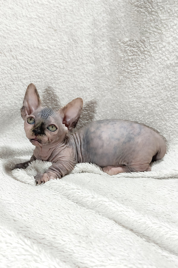 Lilu | Bambino Sphynx Kitten