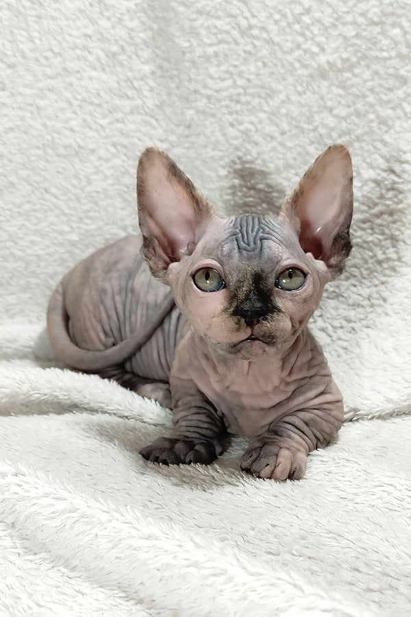 Lilu | Bambino Sphynx Kitten