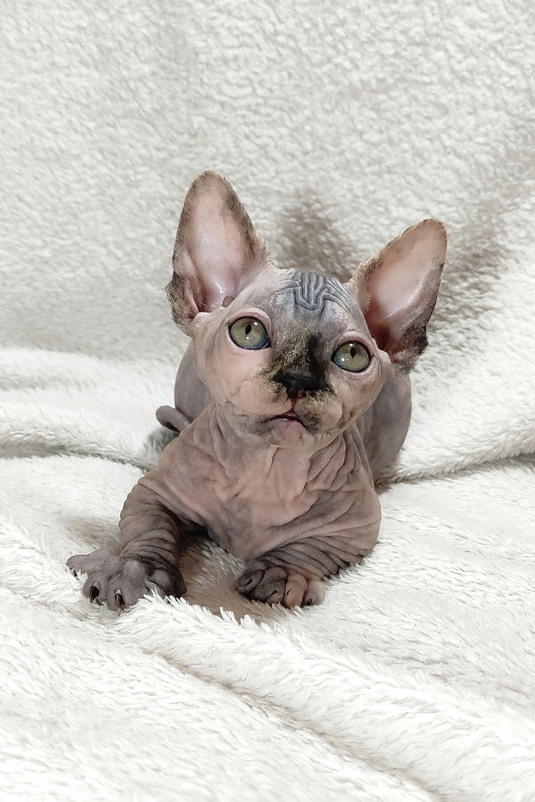 Lilu | Bambino Sphynx Kitten