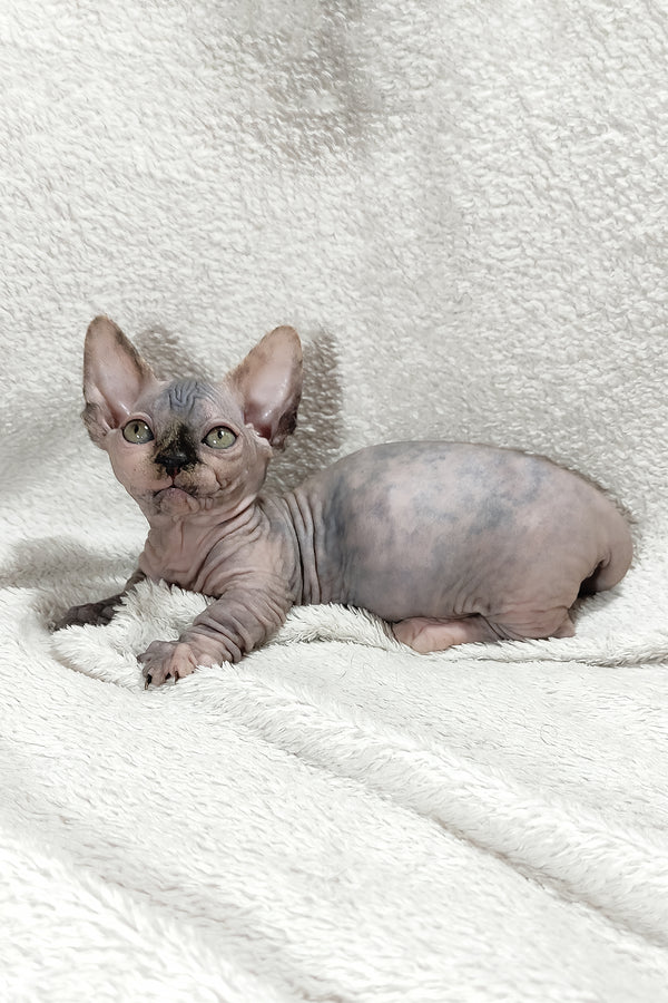 Lilu | Bambino Sphynx Kitten