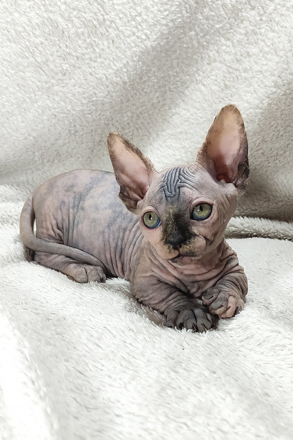 Lilu | Bambino Sphynx Kitten