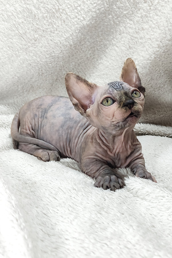 Lilu | Bambino Sphynx Kitten