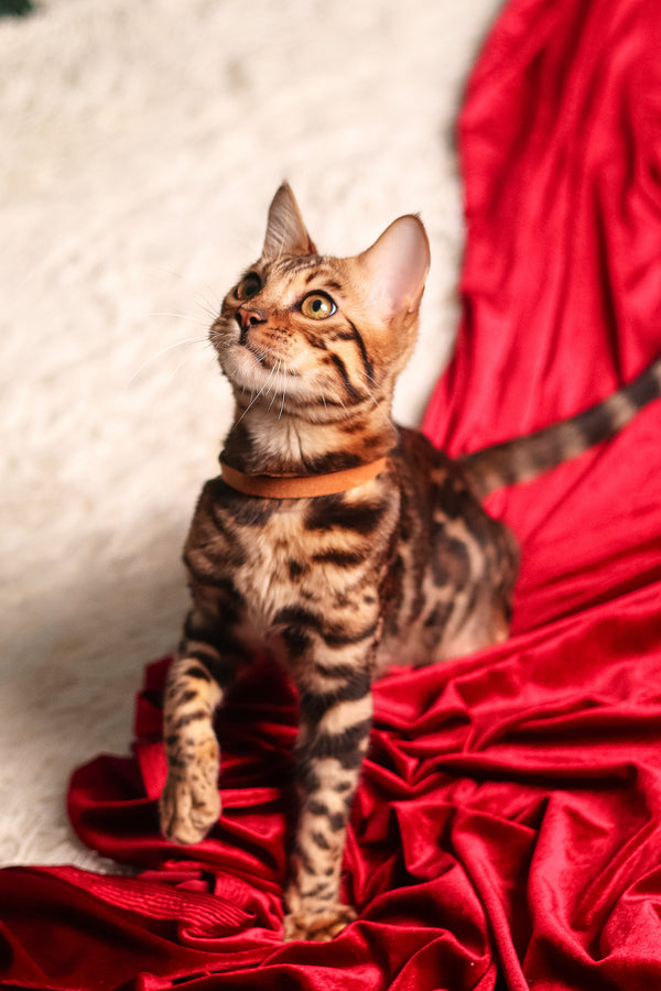 Leon | Bengal Kitten