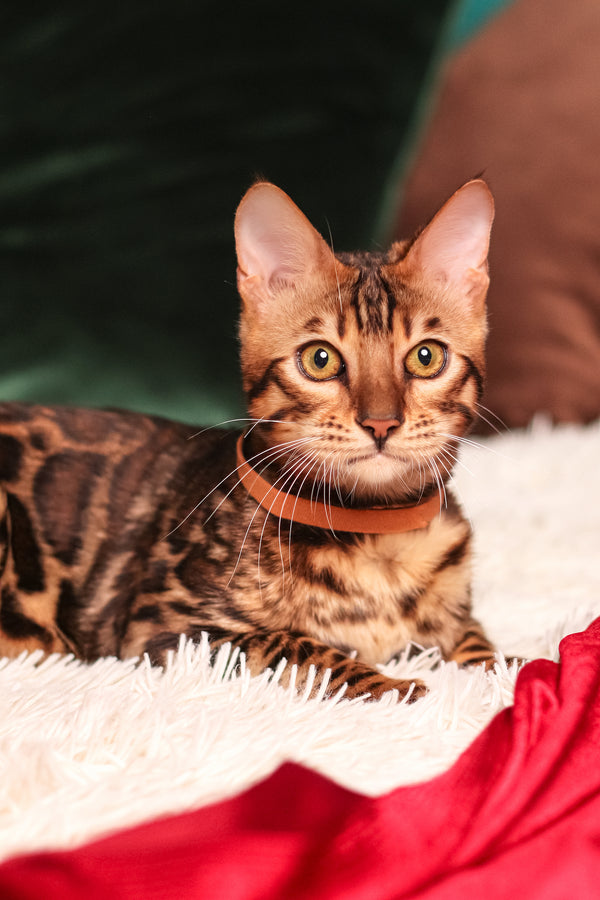 Leon | Bengal Kitten