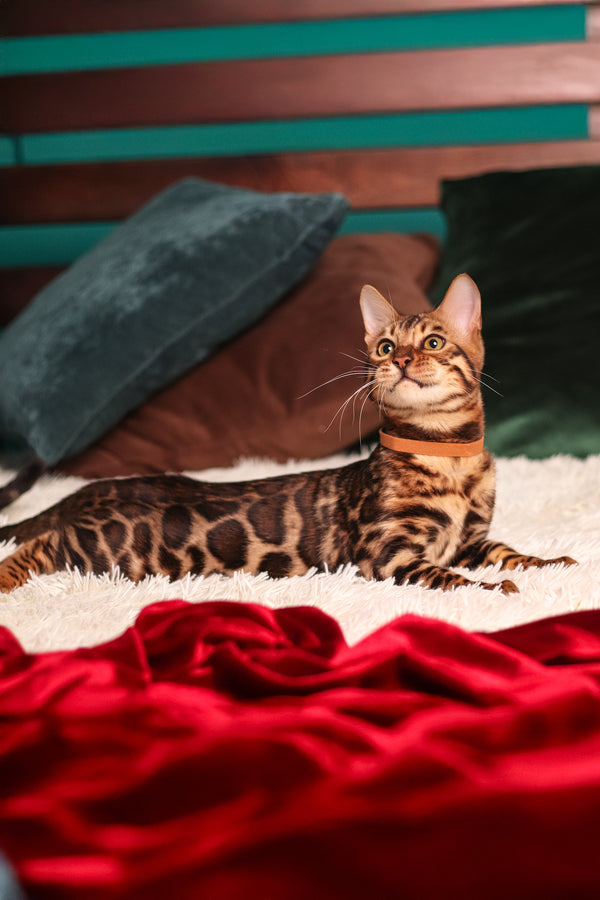 Leon | Bengal Kitten