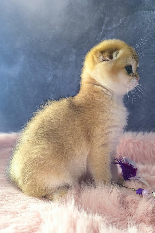 Mia | Scottish Fold Kitten
