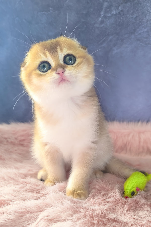 Mia | Scottish Fold Kitten