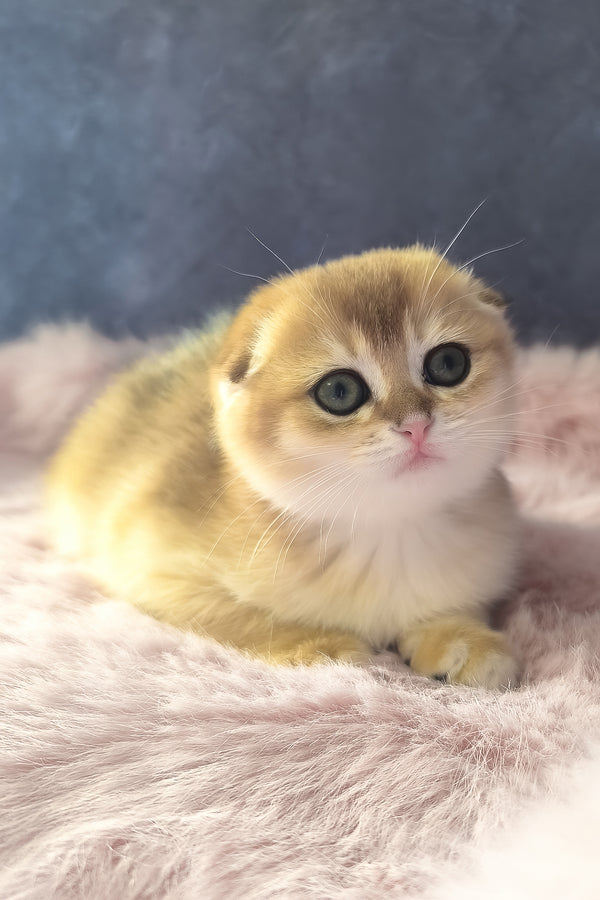 Mia | Scottish Fold Kitten
