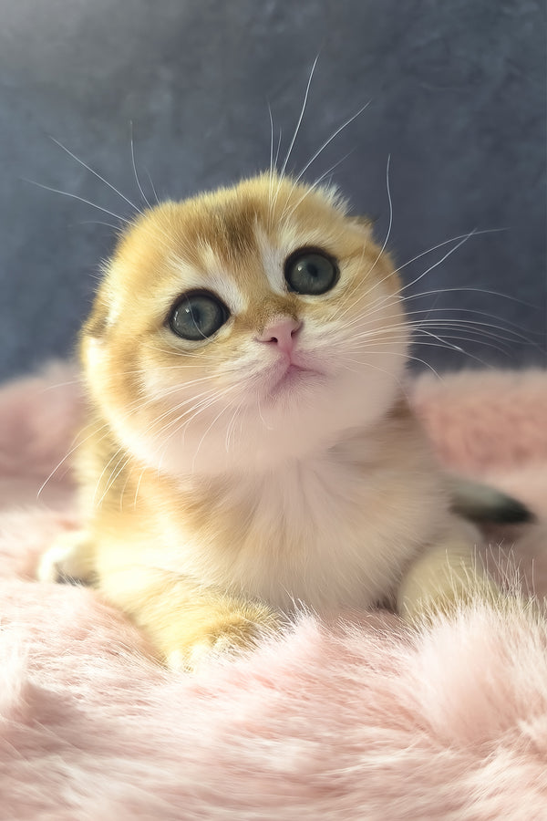 Mia | Scottish Fold Kitten