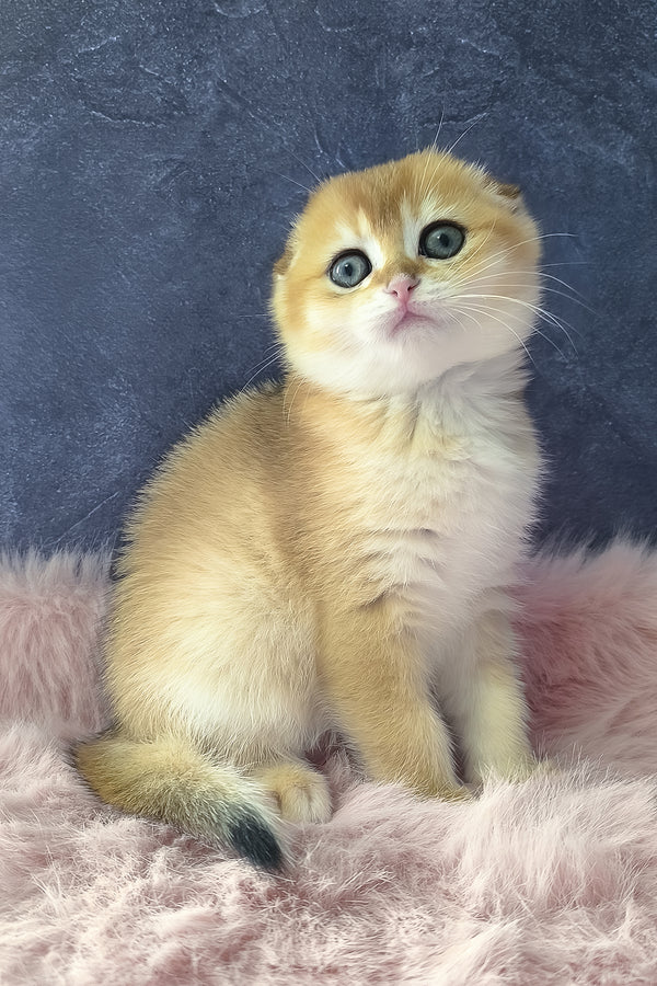 Mia | Scottish Fold Kitten