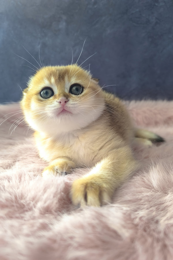 Mia | Scottish Fold Kitten