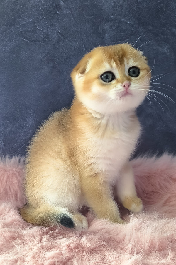 Mia | Scottish Fold Kitten