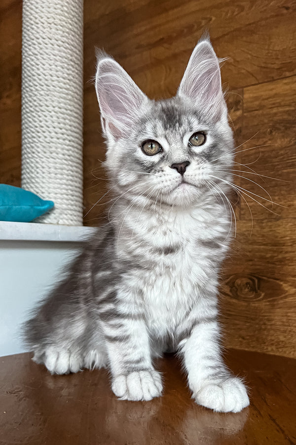 Roxy | Maine Coon Kitten