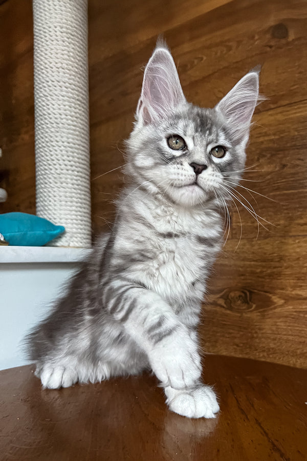 Roxy | Maine Coon Kitten