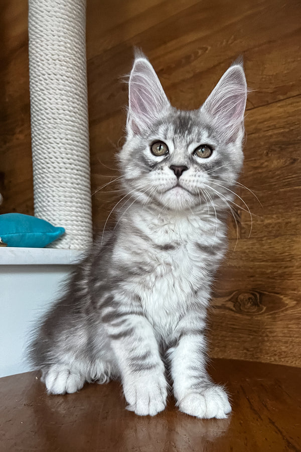 Roxy | Maine Coon Kitten